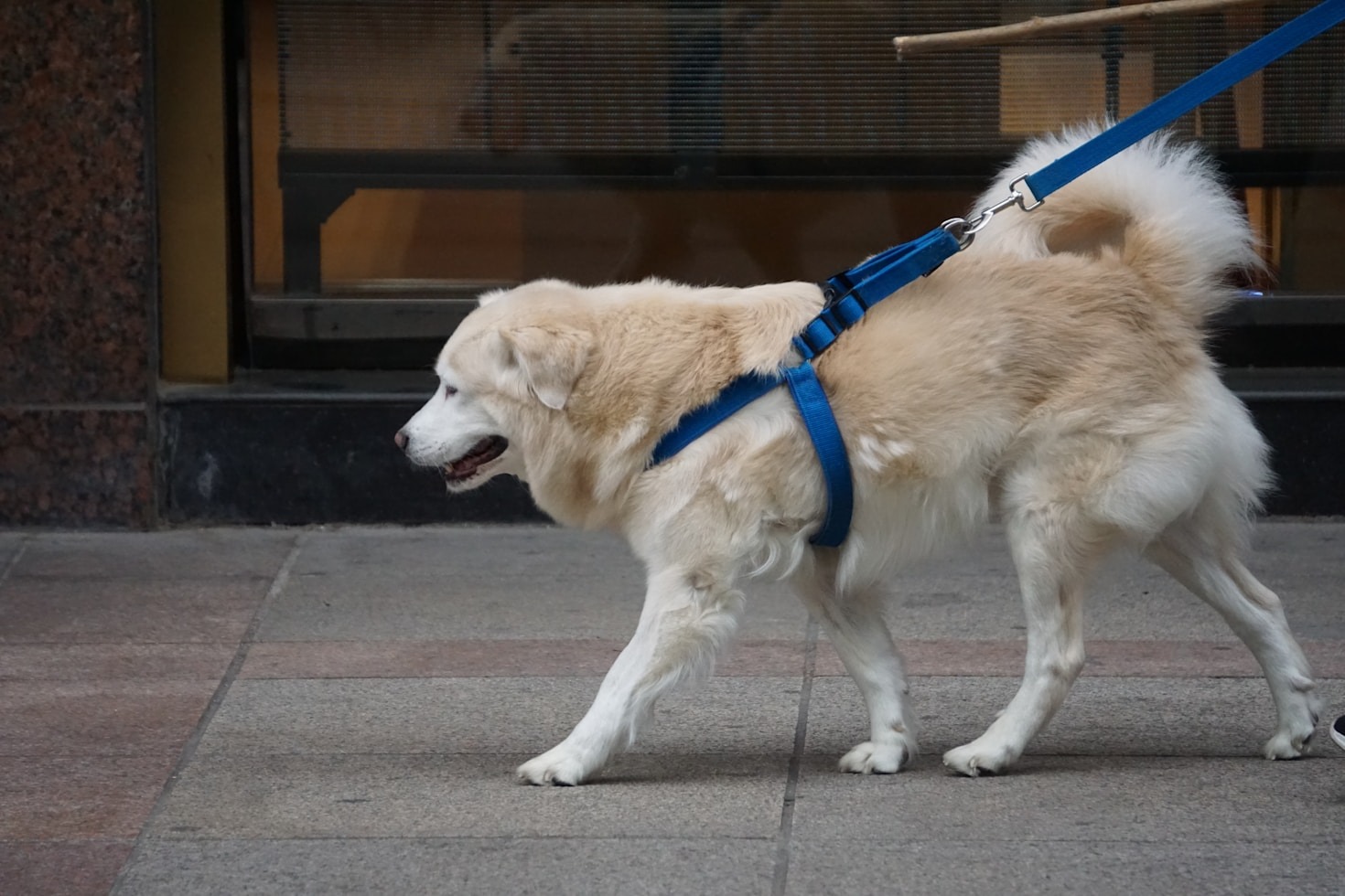 Why Every Pet Owner Should License Their Dog