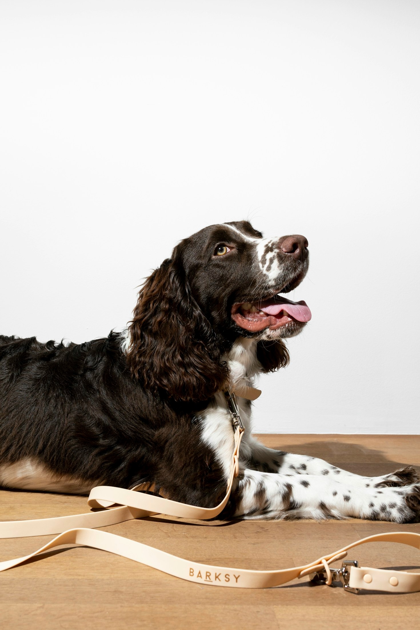 Step-by-Step Guide to Getting a Dog License