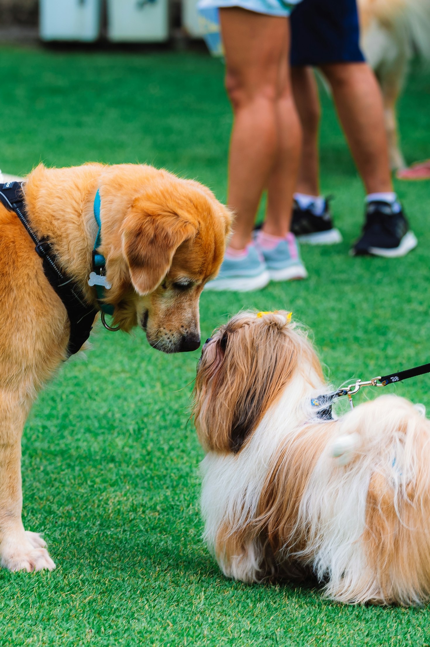 Common Questions About Dog Licensing Answered