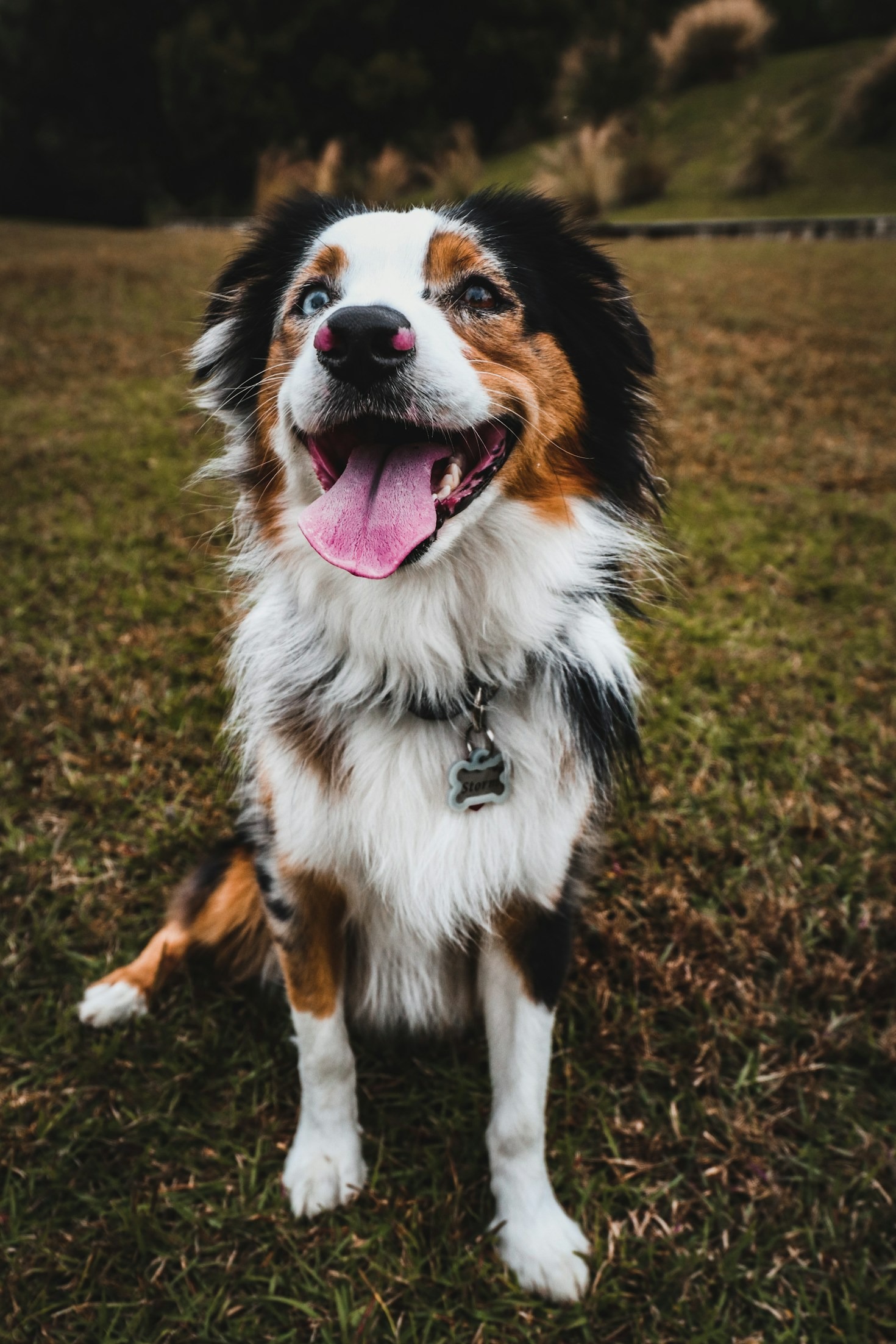 Navigating State-Specific Dog Licensing Requirements