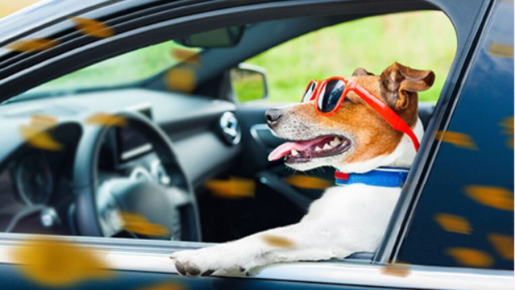 USA Dog License Lookup: Find Your Dog’s License, Tag, Records, and Renewal