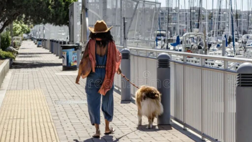 Dog License in California: Requirements, Cost, Renewal & Official County Portals