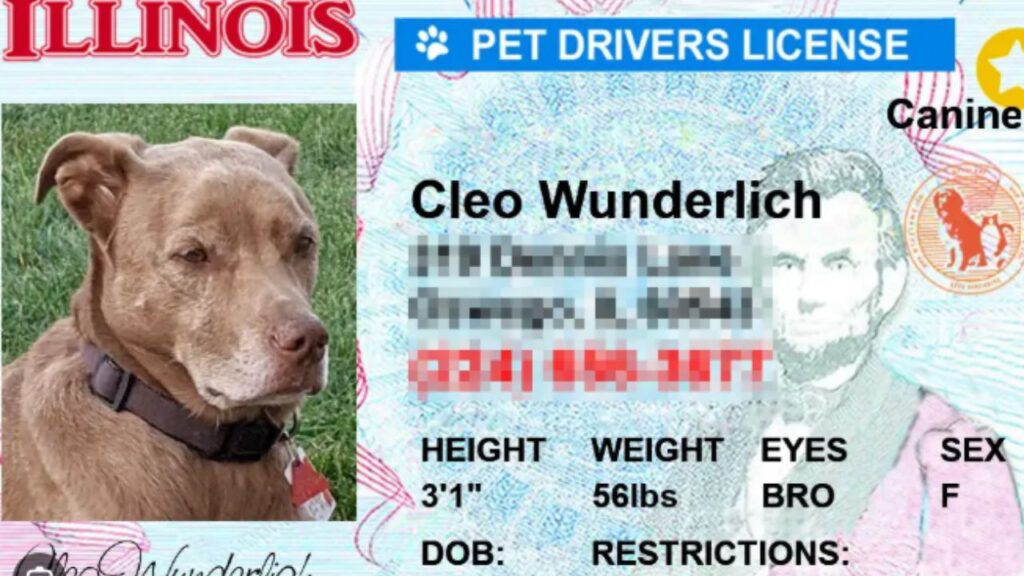Dog License in Illinois: Cost, Requirements, Renewal & Official County Information